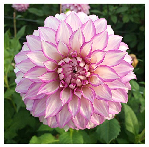 Clearview Debbie Dahlia - 5 Gallon Size Bare Root Tuber