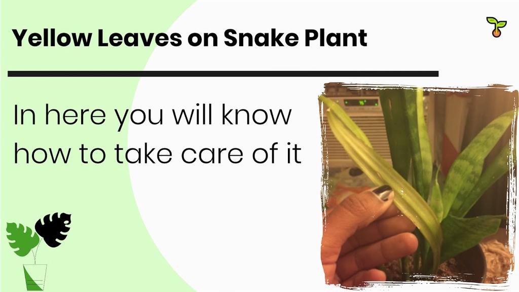 'Video thumbnail for Yellow Leaves on Snake Plant and How To Fixing Up'