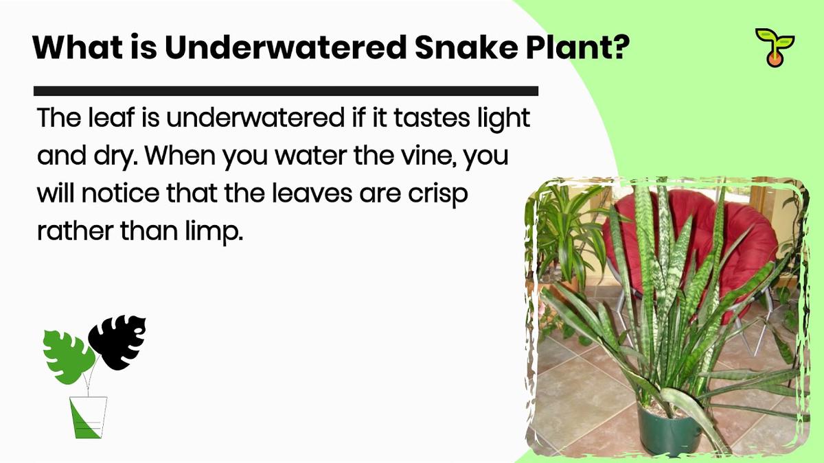 'Video thumbnail for Signs Of Underwatered Snake Plant (And How To Revive It)'