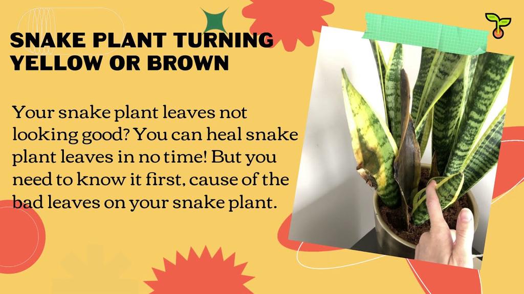 'Video thumbnail for How To Heal Snake Plant Leaves? This Is Superb Guides To Do It! (2021)'