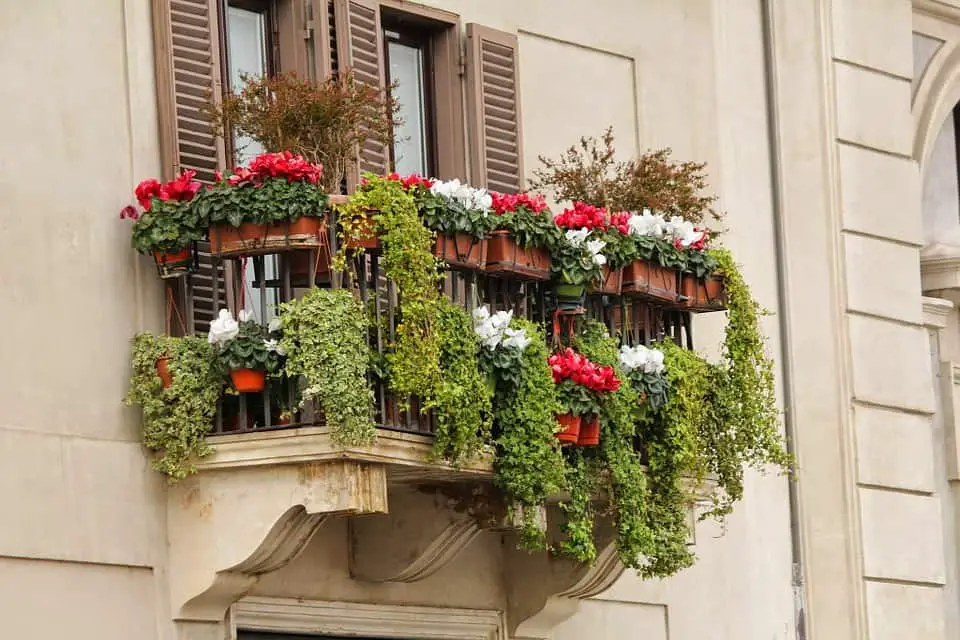 How to maintain a balcony garden