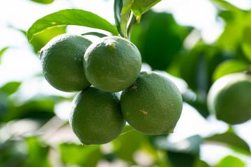 Lemon Not Ripe Why Green Lemons Not Turning Yellow: 11 Quick Ripen Tips