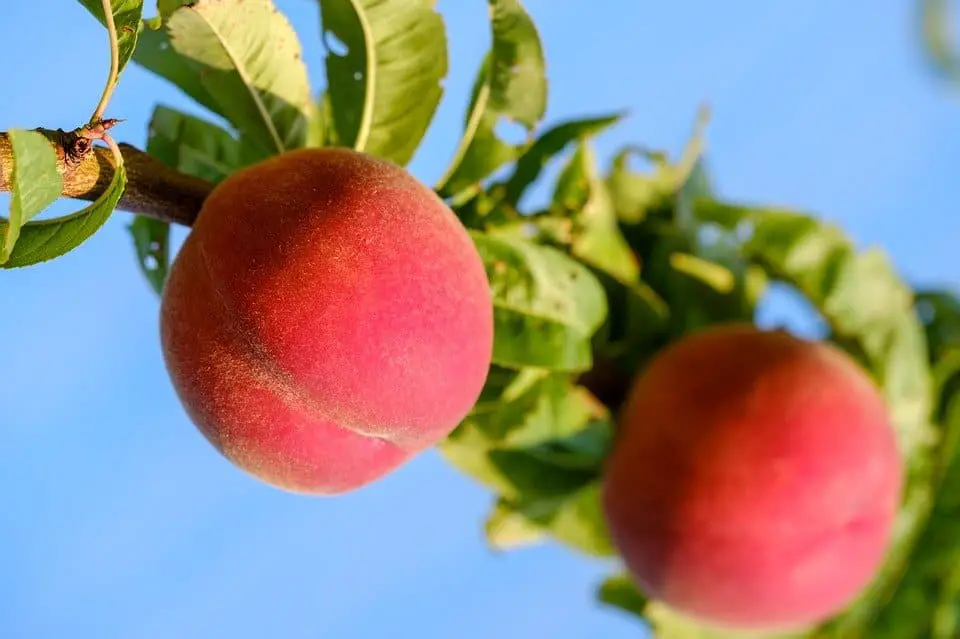 peach tree care
