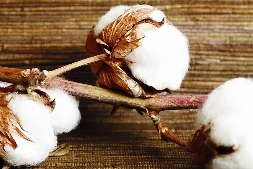How to grow cotton plant