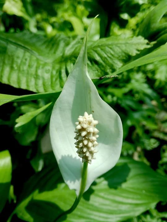 How To Propagate Peace Lily