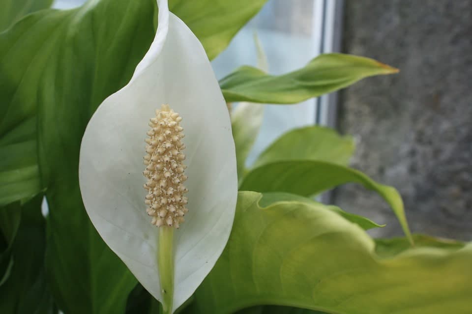 How To Propagate Peace Lily