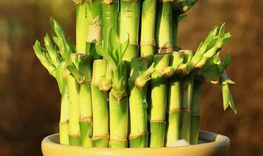 How To Care For A Bamboo Plant