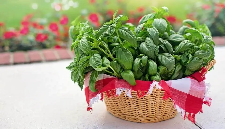 How to harvest basil