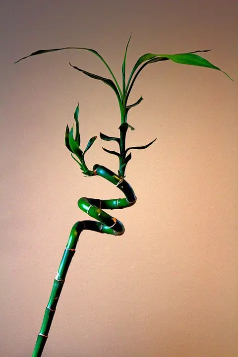 How To Care For A Bamboo Plant
