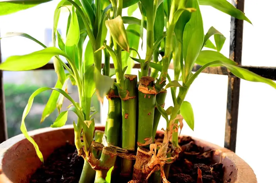 How To Plant A Bamboo Plant