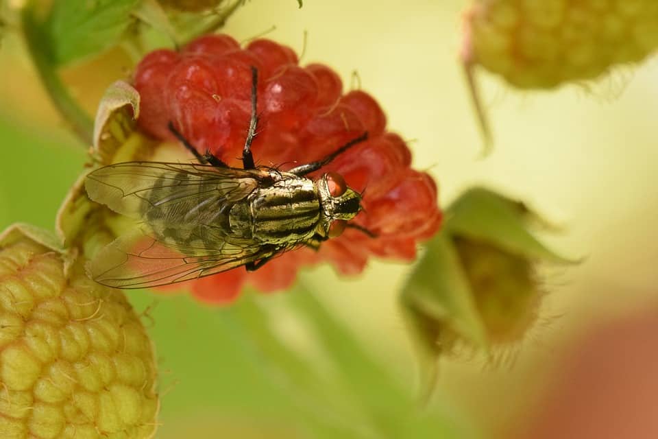 Fruit Flies How To Get Rid Of Fruit Flies