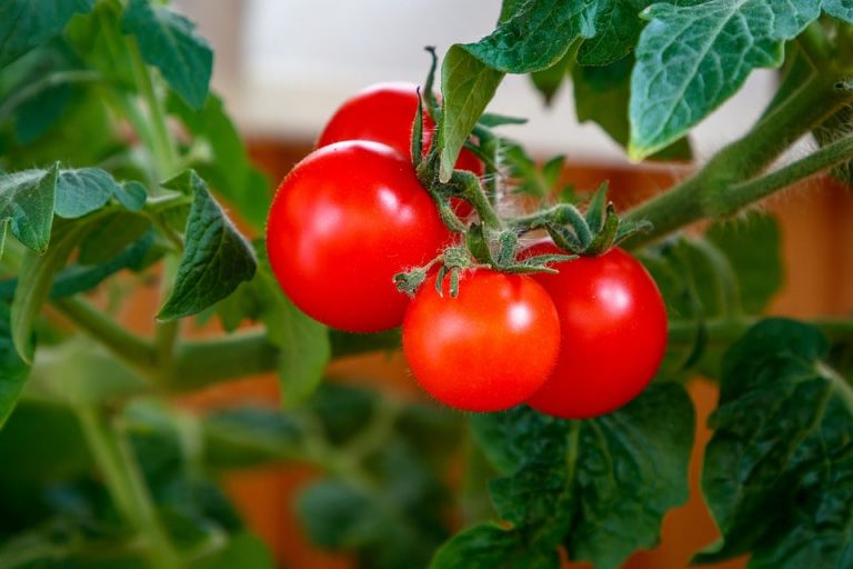 How To Plant Tomatoes How To Plant Tomatoes