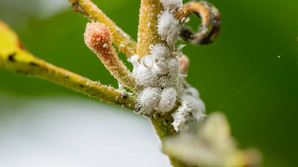 How To Get Rid Of Mealybug Eggs In Soil