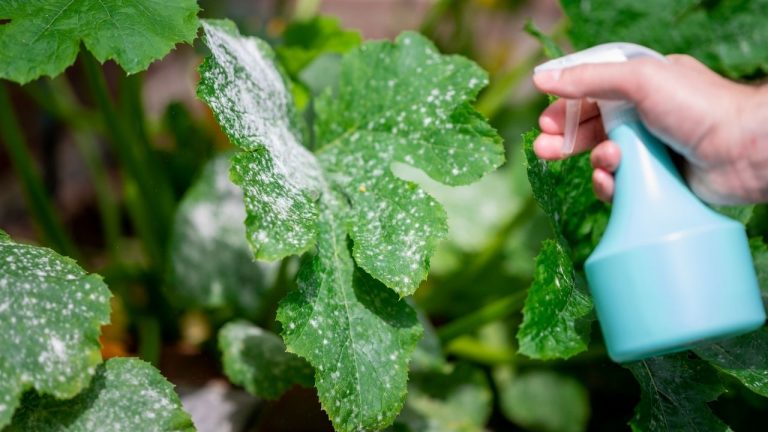 How To Get Rid Of Powdery Mildew How To Get Rid Of Powdery Mildew