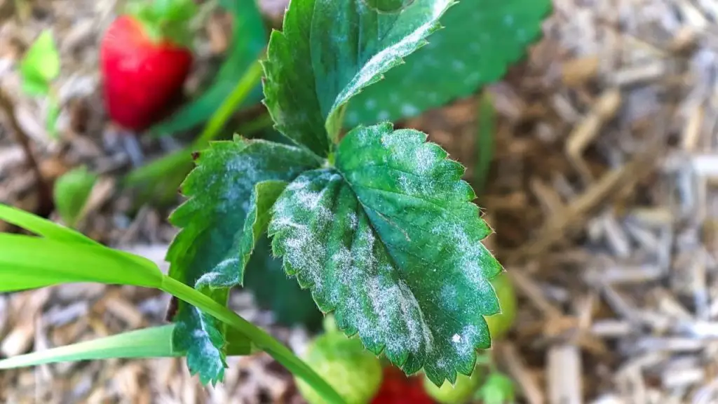 How To Get Rid Of Powdery Mildew