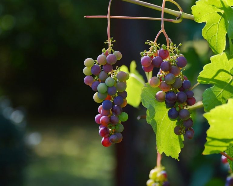 How To Prune Grape Vines In All The Seasons (2024 Guide)