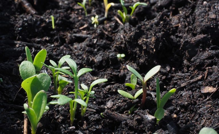 Soil Degradation Causes