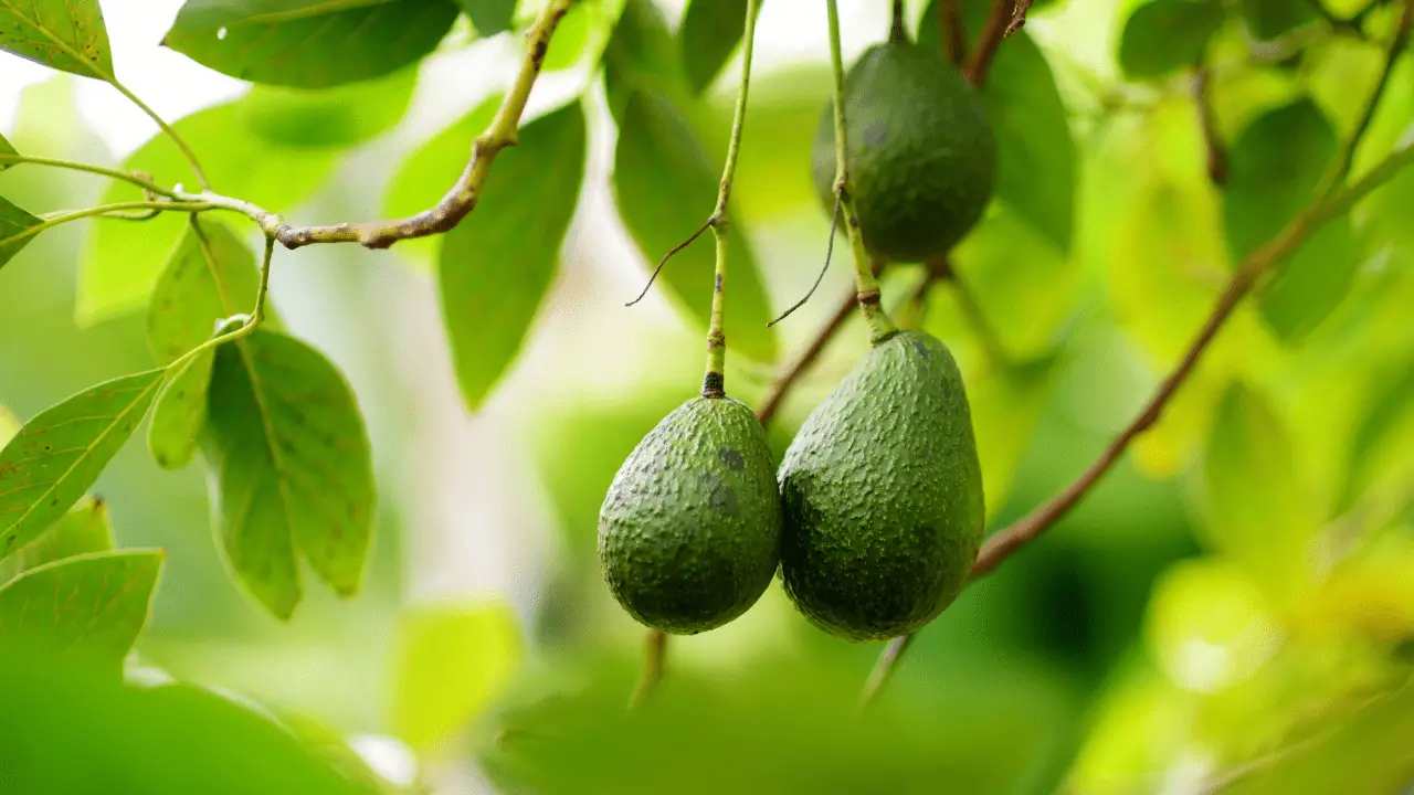 How To Grow An Avocado Tree That Bears Fruit