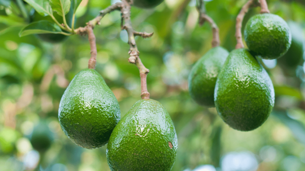 How To Grow An Avocado Tree That Bears Fruit