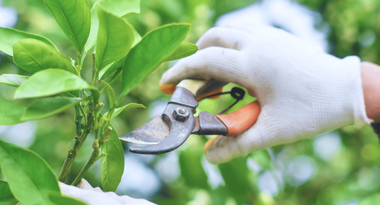 Pruning Bay Tree