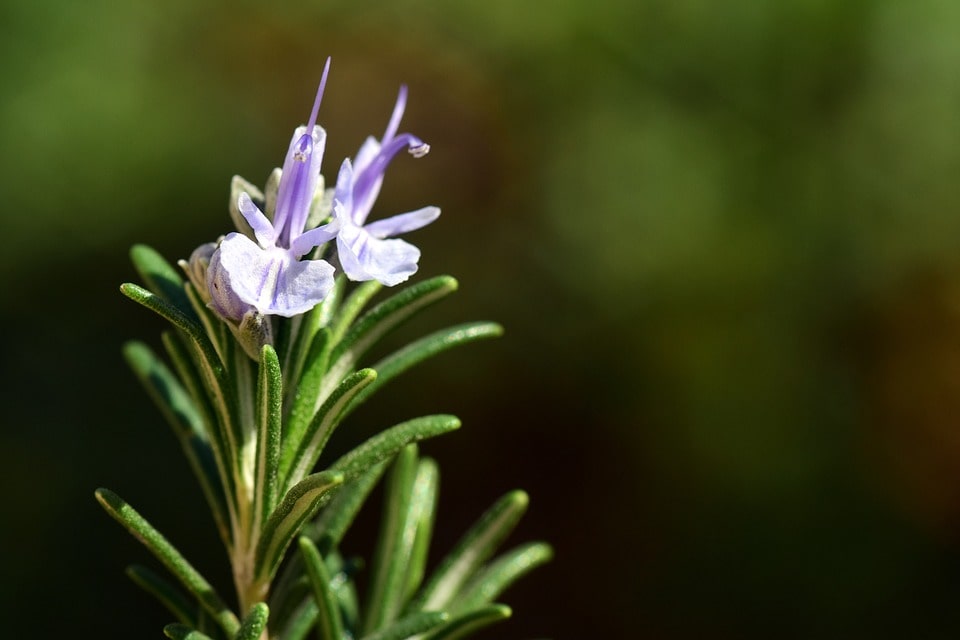 Rosemary Plant Care