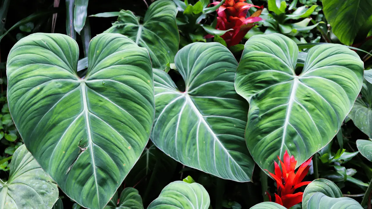 elephant ear plant Care Indoor