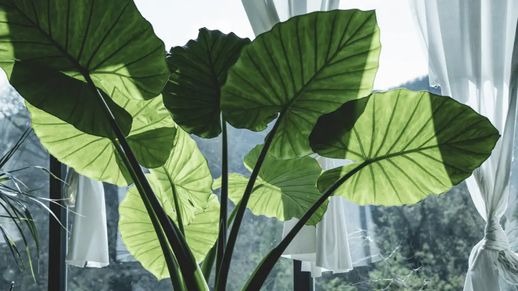 Elephant Ear Plant Care Indoor