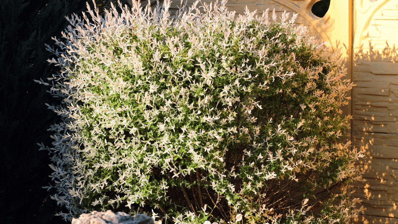 13 Best Techniques How To Prune Dappled Willow Tree