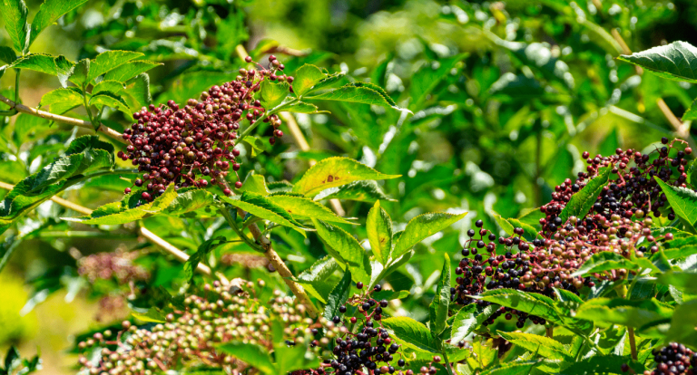 Pruning Elderberries Pruning Elderberries