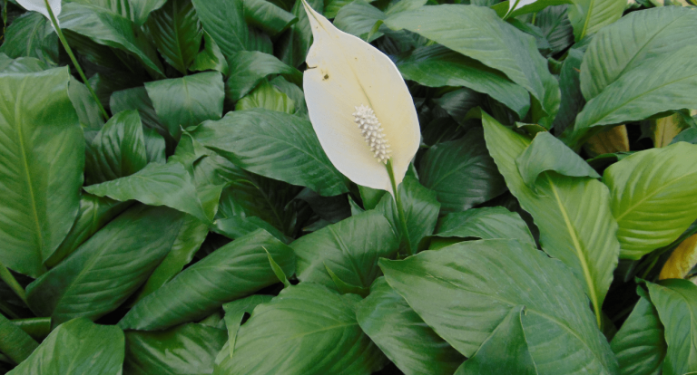 Peace Lily Brown Leaves