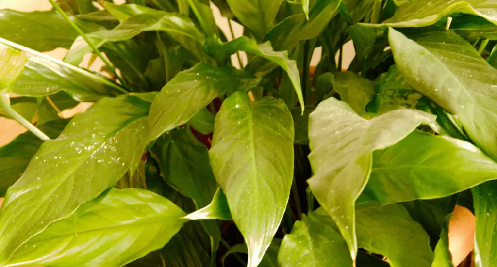 Peace Lily Brown Leaves Tips