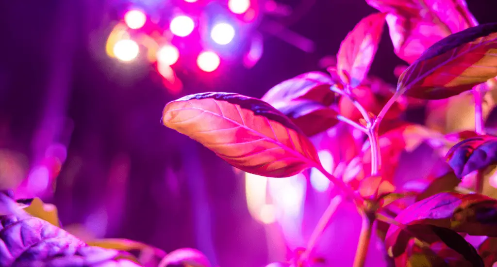 Artificial Light For Plants Vs Sunlight