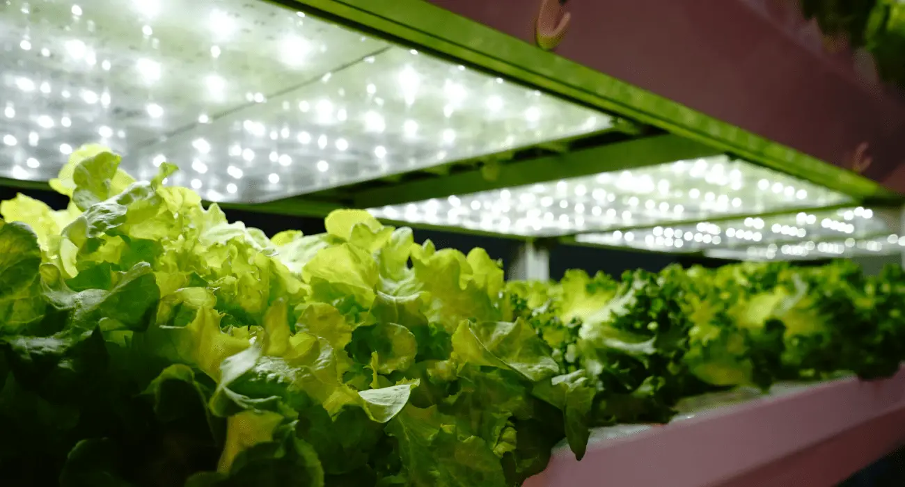 Artificial Light For Plants Vs Sunlight