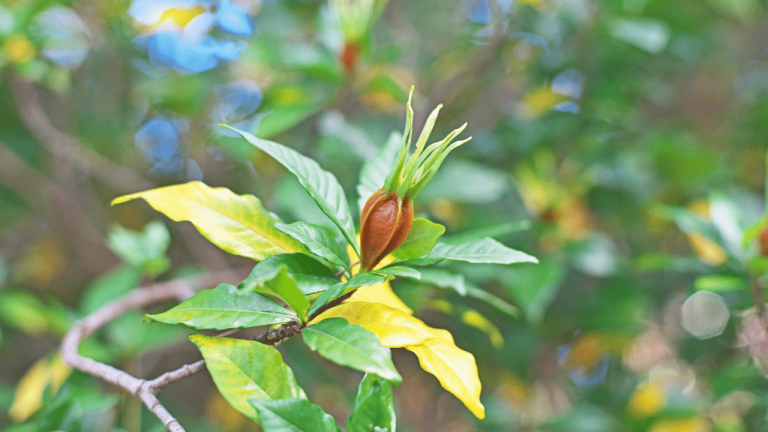 Gardenia Yellow Leaves