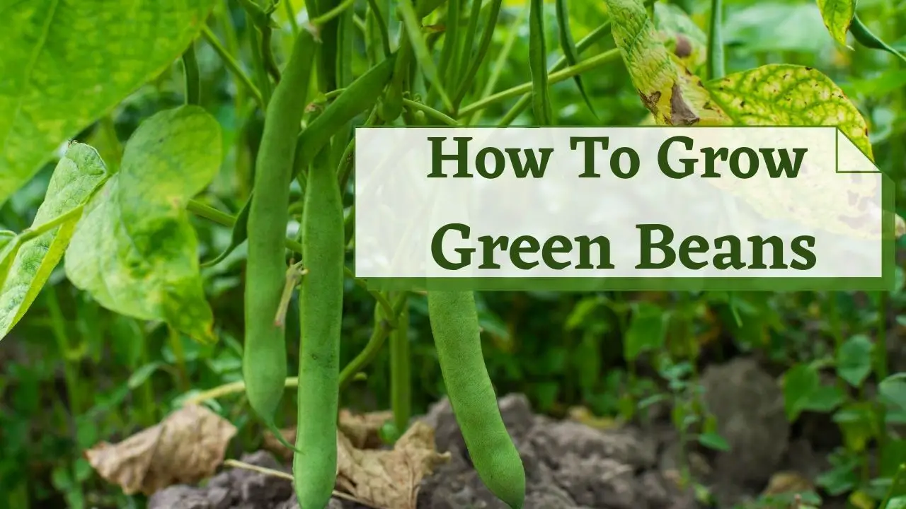 How To Grow Green Beans