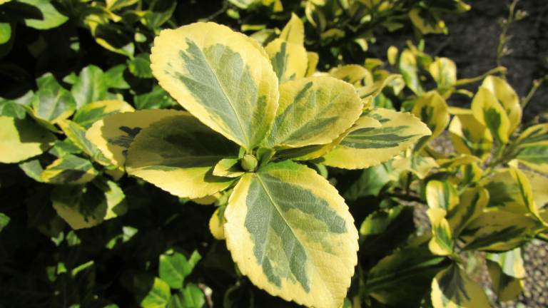 Pruning Schefflera