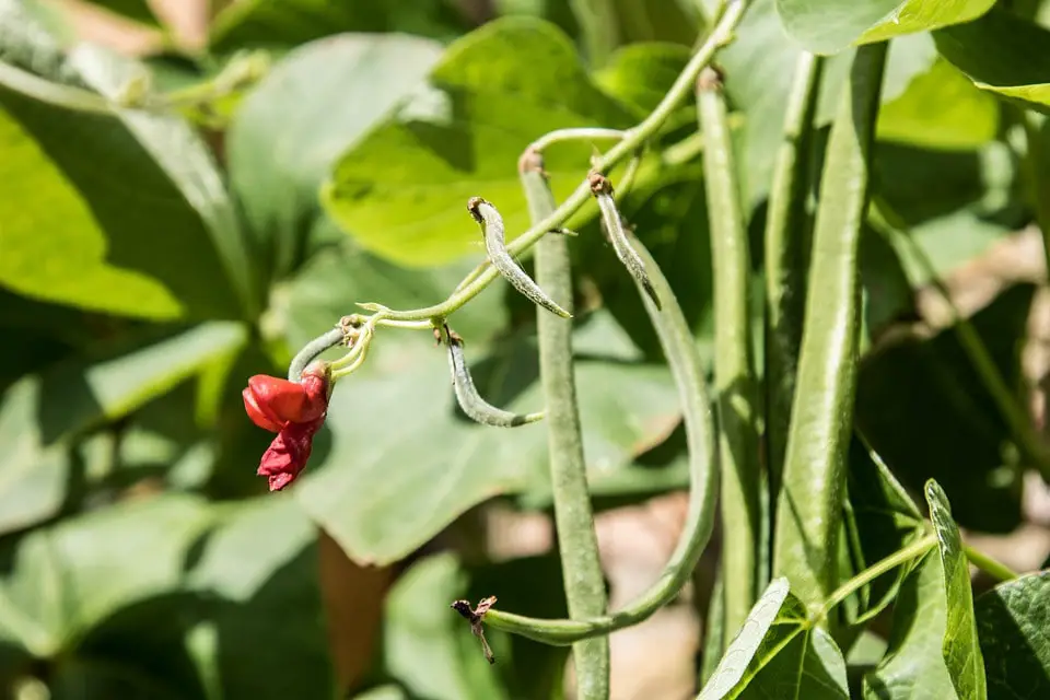 How To Grow Green Beans In Summer