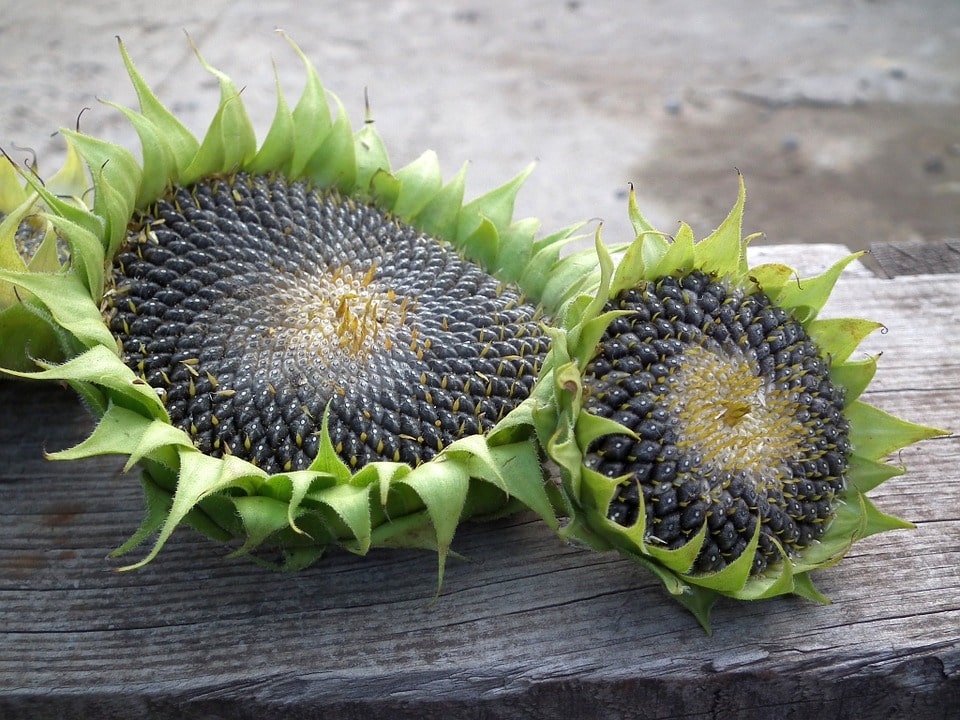 How To Harvest Sunflower Seeds