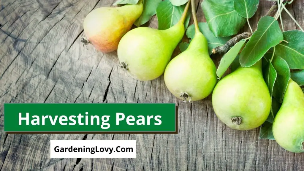 How To Store and Harvesting Pears