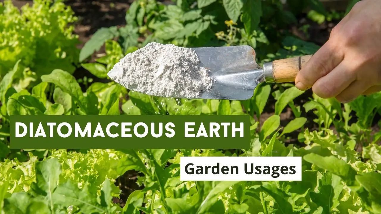 How To Use Diatomaceous Earth