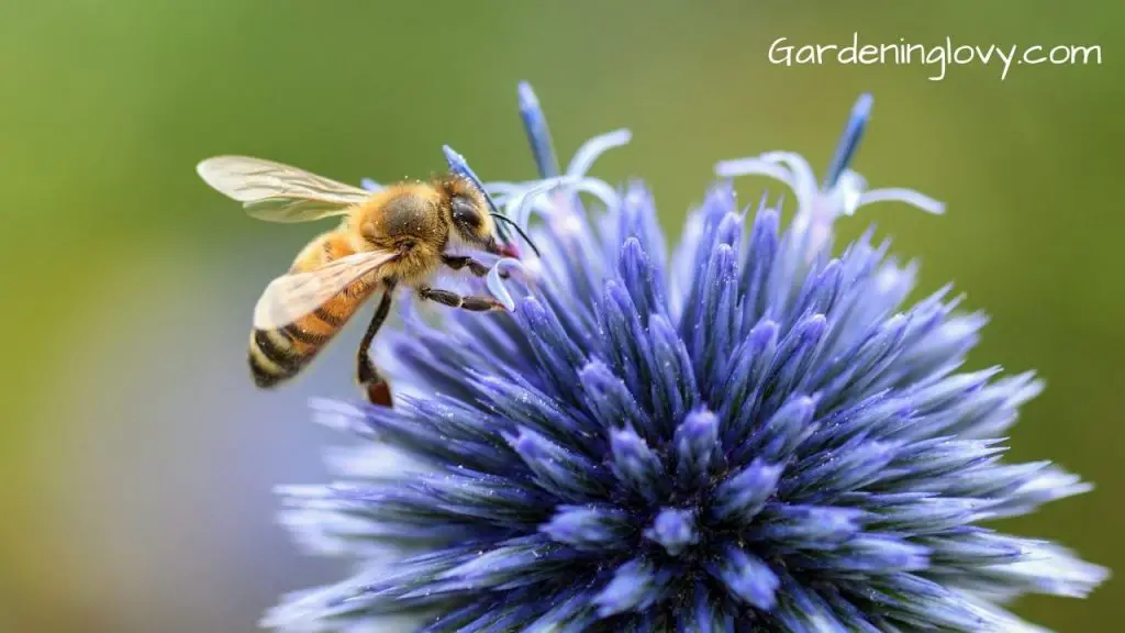 How Do Ground Bees Looks like