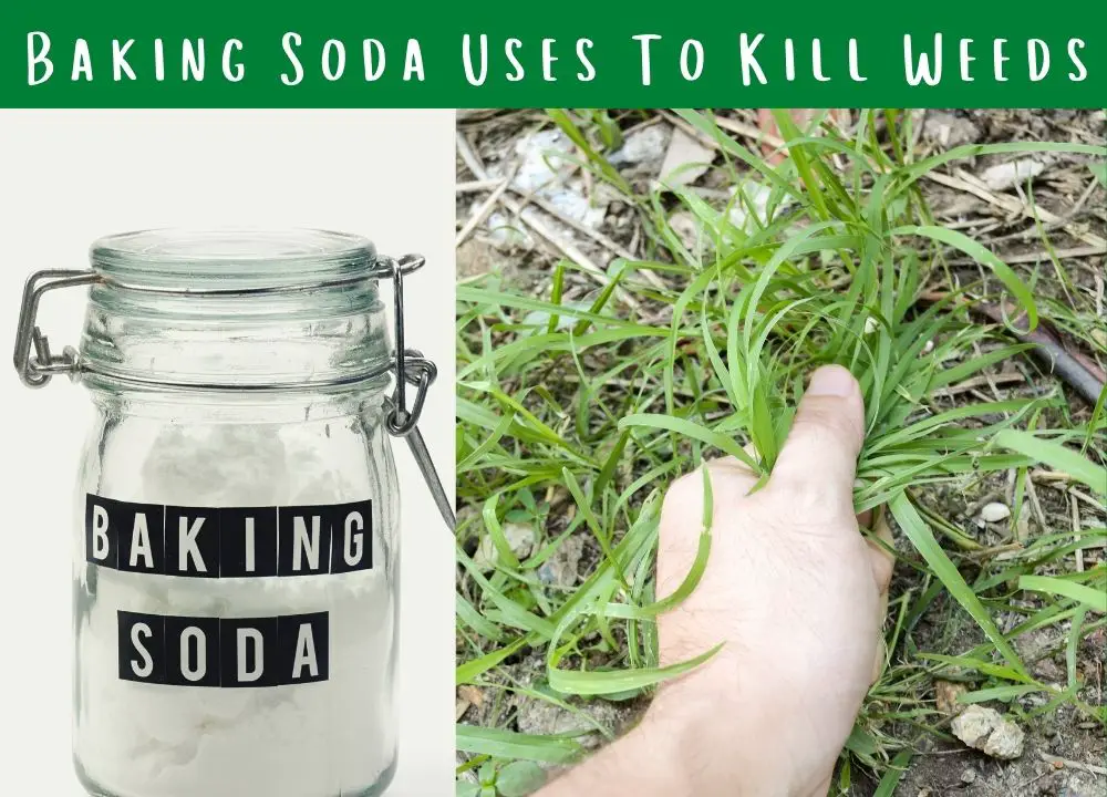 How To Use Baking Soda To Kill Weeds