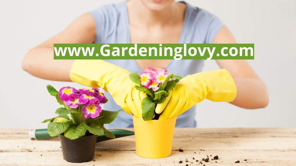 How Long Does Garden Soil Last- Tips to revive