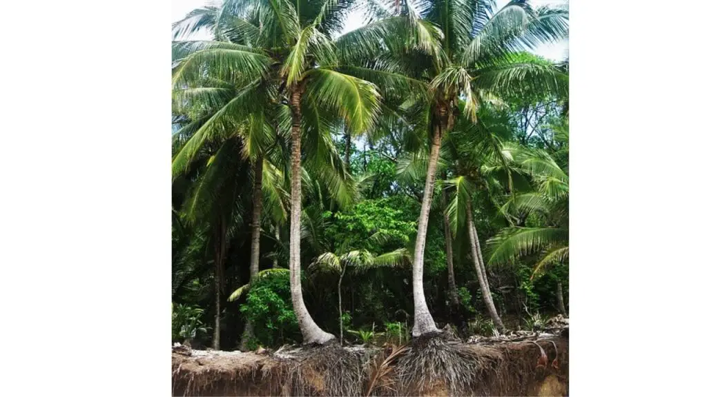 How deep do palm tree roots grow
