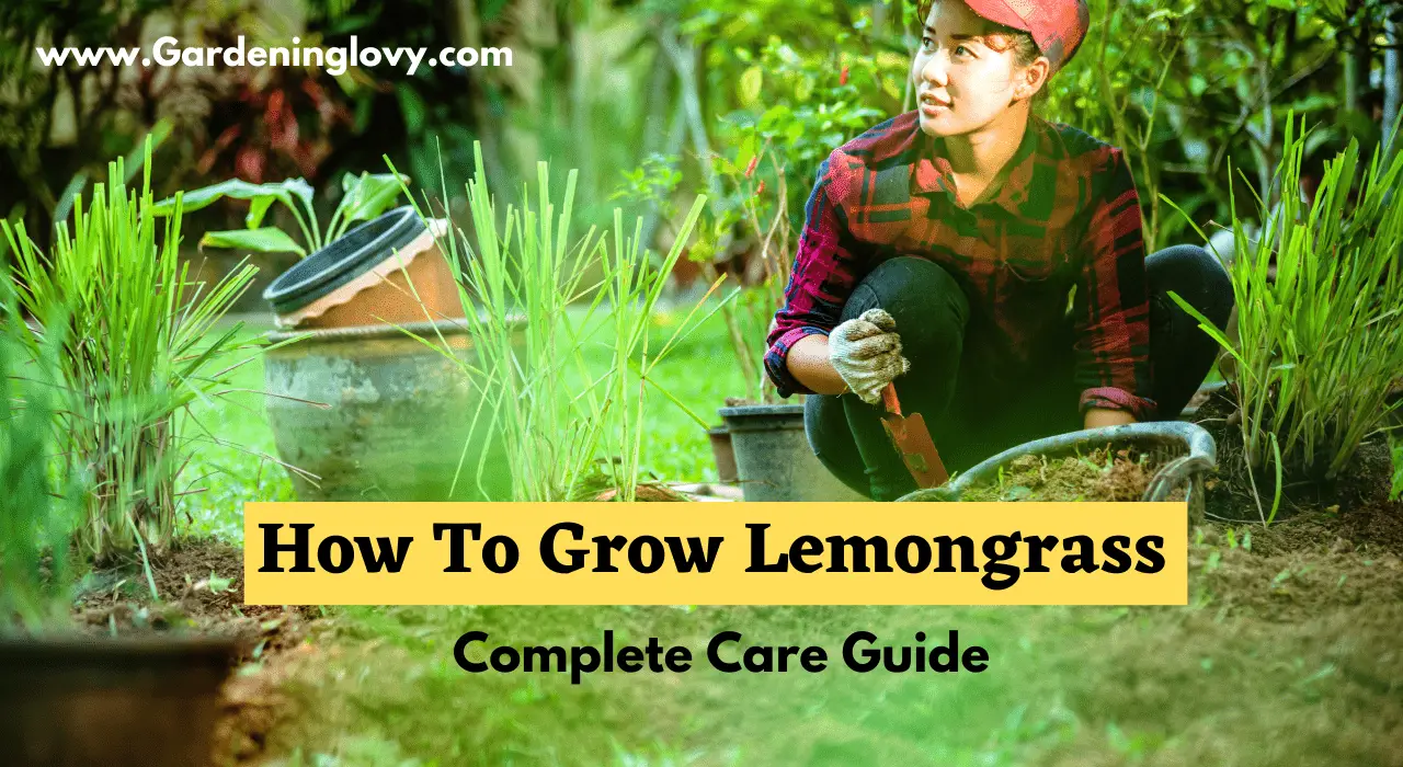 How To Grow Lemongrass