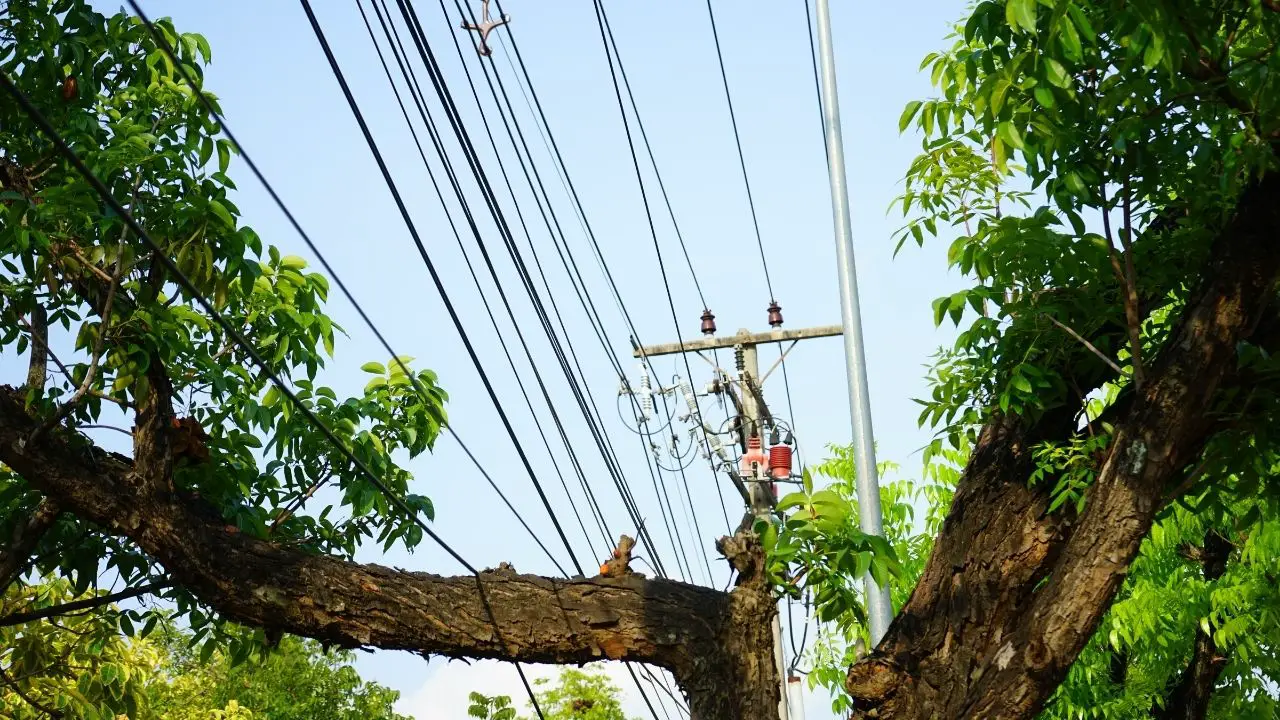 How To Remove Tree Branches On Power Line To House