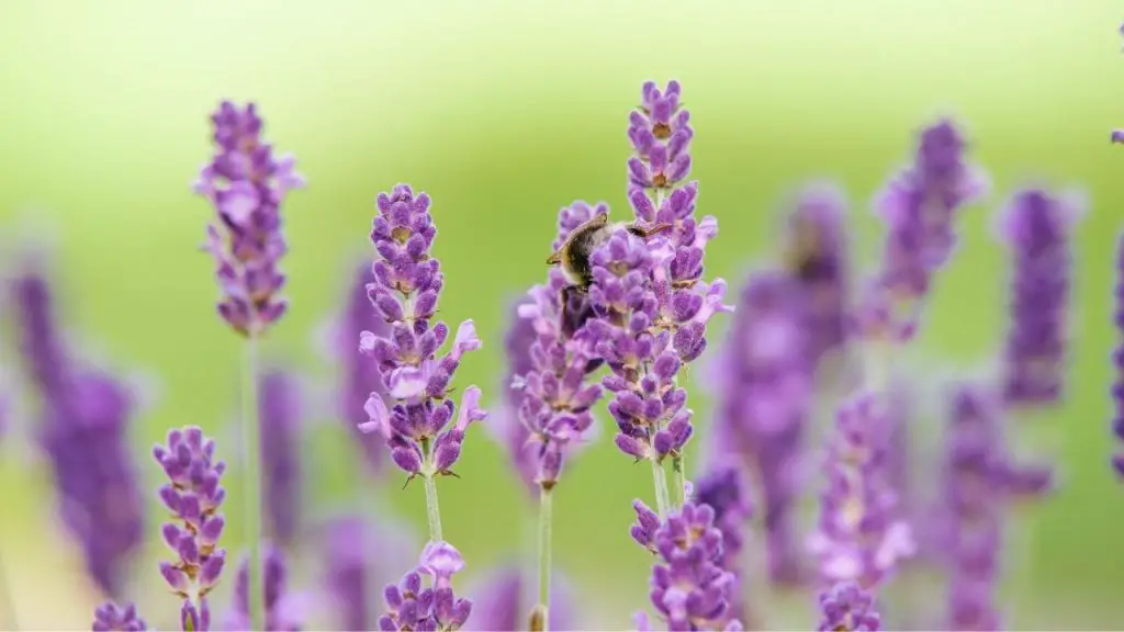 How To Grow Lavender From Seeds