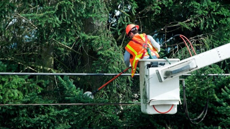 [How To Fix] Tree Branches On Power Line To House (2026)
