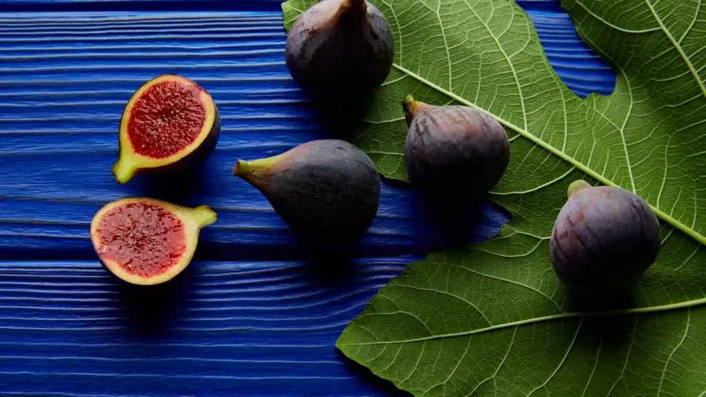How To Plant Fig Tree From Cutting