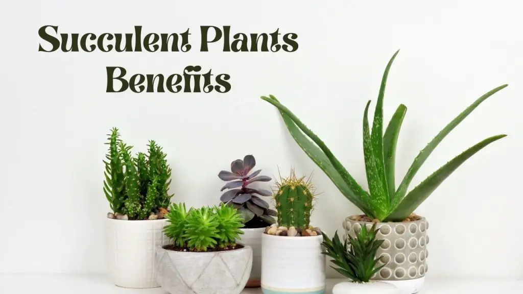 Top 15 Succulent Plants Benefits 